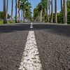 l’Allée Dumanoir, Palmen Allee in der Karibik auf Guadeloupe von Fotos by Jan Wehnert