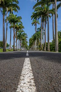 l’Allée Dumanoir, Palmen Allee in der Karibik auf Guadeloupe