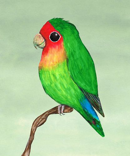 Perzikkopagapornis aquarel