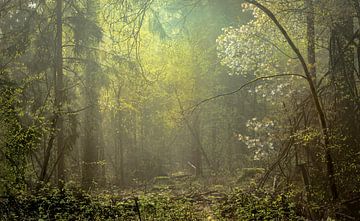 Spectacle de lumière atmosphérique dans la forêt. sur René Jonkhout