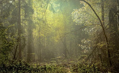 Sfeervol lichtspel in het bos.