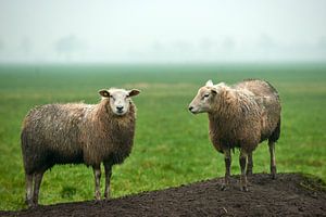 Schafe in Schlamm und Nebel in der Nähe des Veluwe-Dorfes Nunspeet