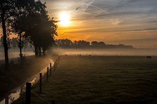 Schapen in de mist