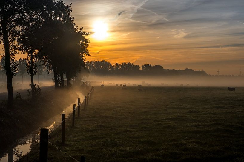 Schapen in de mist par Moetwil en van Dijk - Fotografie