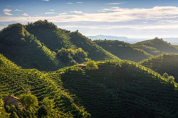 De ronde heuvels van Prosecco met de wijngaarden, Italië van Stefano Orazzini