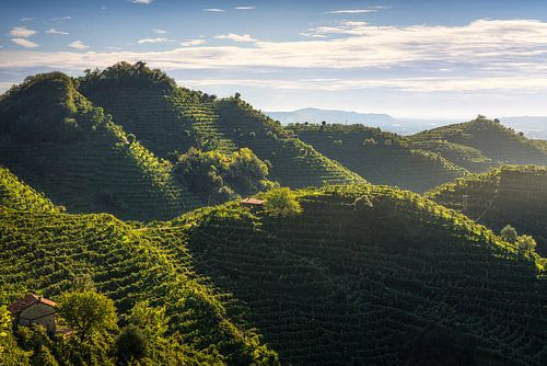 Les collines rondes du Prosecco avec les vignobles, Italie