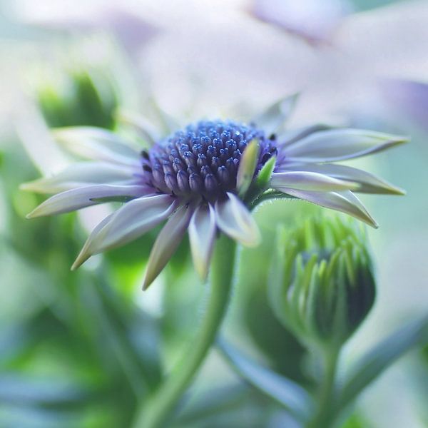 Où le bleu devient violet..... par Marlies Prieckaerts