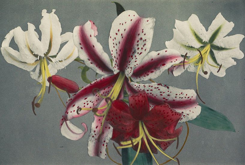 Lily, Ogawa Kazumasa van Meesterlijcke Meesters