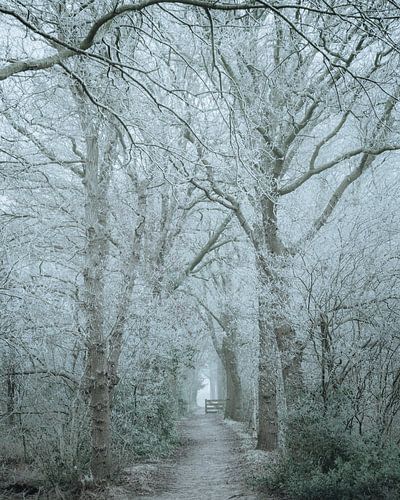 The Haulster forests.