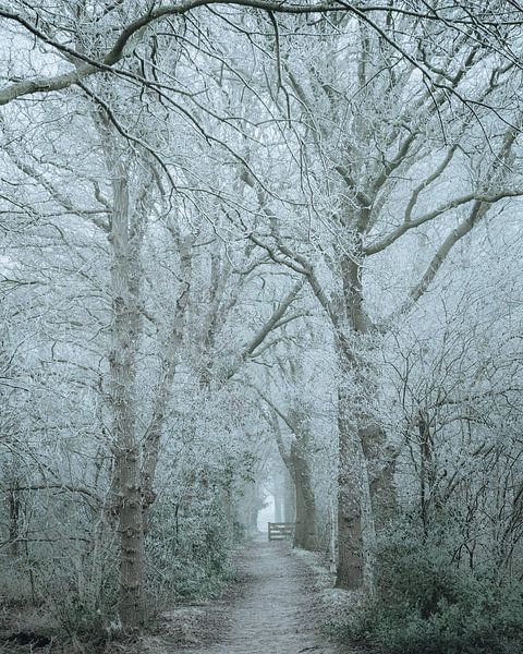 The Haulster forests. by Berend Negenman