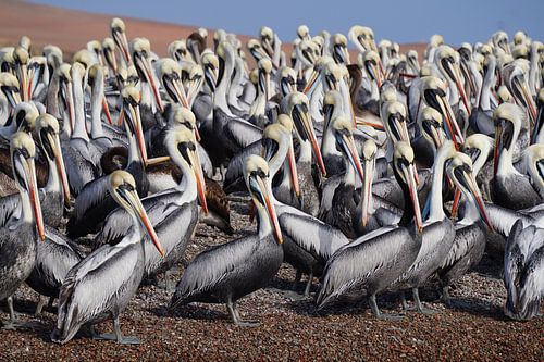 Group of pelicans