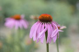 Hoch und trocken von Ivette Braem