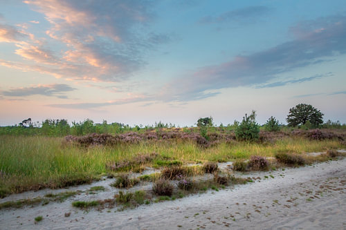 Kalmthout Heath – Sandy Path at Dusk