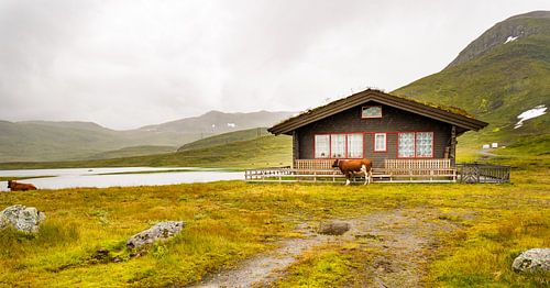 Cow in rain in Norway