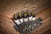Junge Scheunenschwalben schreien nach Futter von Frans Lemmens