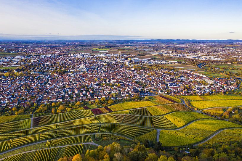 Weinbau in  Fellbach von Werner Dieterich