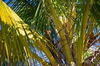 Lorikeets bij Rainbow beach