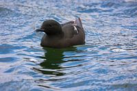 Le guillemot noir a des ratés