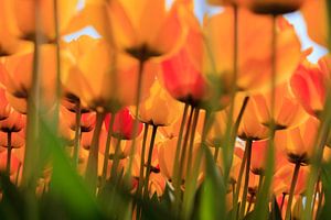 Hollandse tulpen in volle bloei tijdens de lente van gaps photography