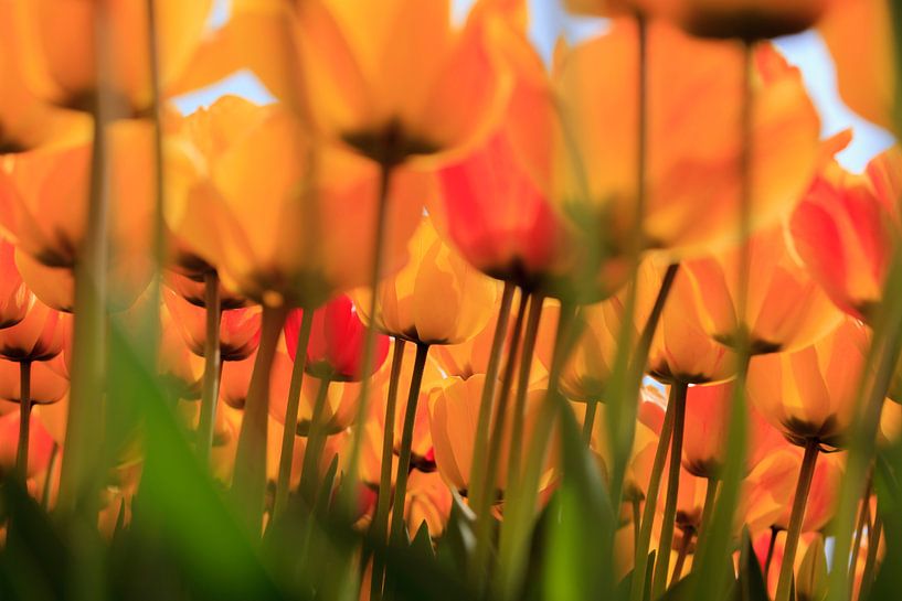 Tulipes hollandaises en pleine floraison au printemps par gaps photography