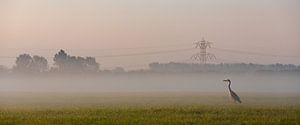 Photo panoramique d'un héron dans la lumière du matin