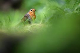 robin by Andy van der Steen - Fotografie