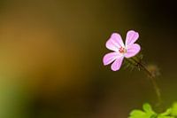 Roze bloem - Isolatie