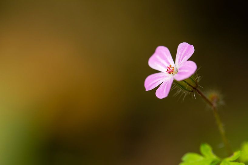 Roze bloem - Isolatie van Rouzbeh Tahmassian