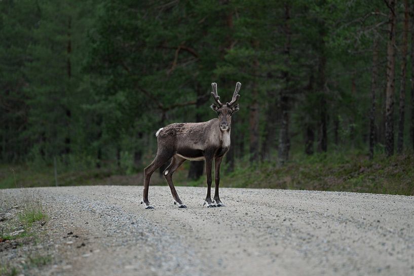 Reindeer by Fotografie by NH