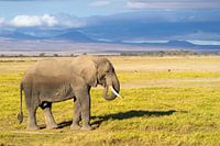 Un éléphant dans le paysage du Kenya.