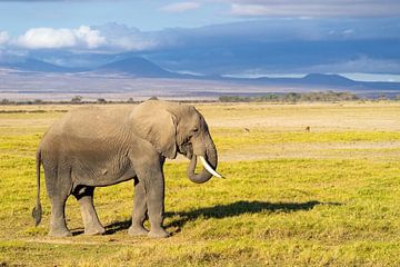 Een olifant in het landschap van Kenia.