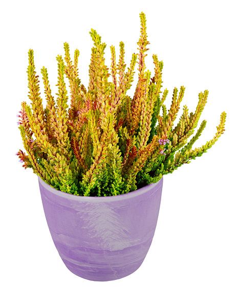 Bezemheide in een bloempot op een witte achtergrond van ManfredFotos