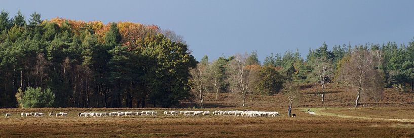 Shepherd with herd on the heath. by Gert van Santen