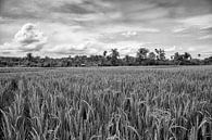 Indonesië rijstvelden van Jan Pel thumbnail