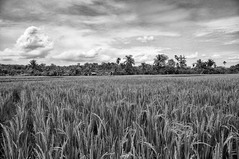 Indonesië rijstvelden van Jan Pel