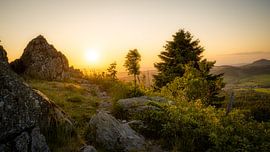 Horsehead by Andre Michaelis