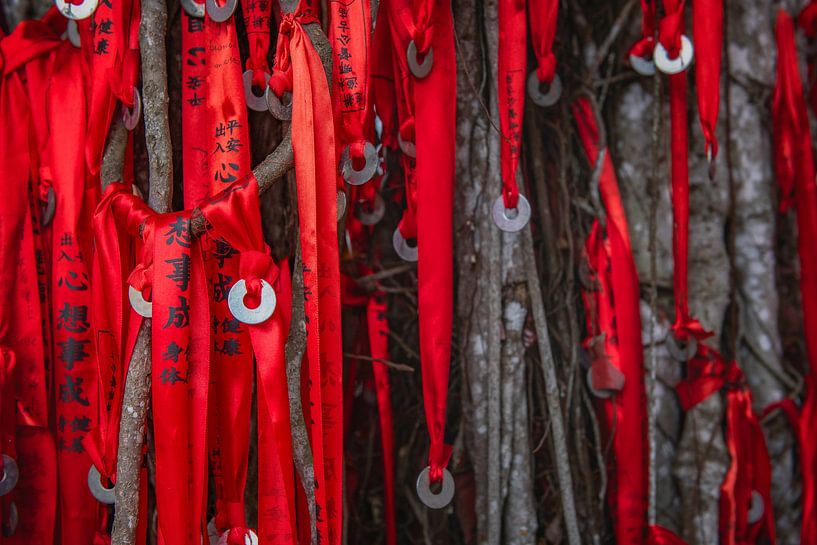 Arbre à souhait Sekinchan en Malaisie. par Ron van der Stappen
