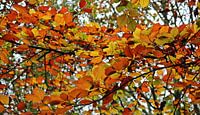 Autumn Colors ( herfstkleuren ) van Yvonne Blokland thumbnail