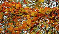 autumn colors by Yvonne Blokland thumbnail