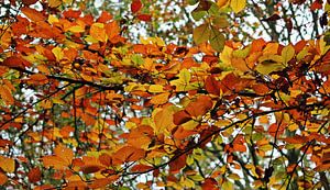 Autumn Colors ( herfstkleuren ) van Yvonne Blokland