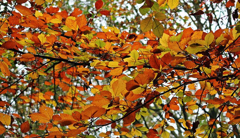 Autumn Colors ( herfstkleuren ) van Yvonne Blokland