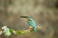 IJsvogel met visje