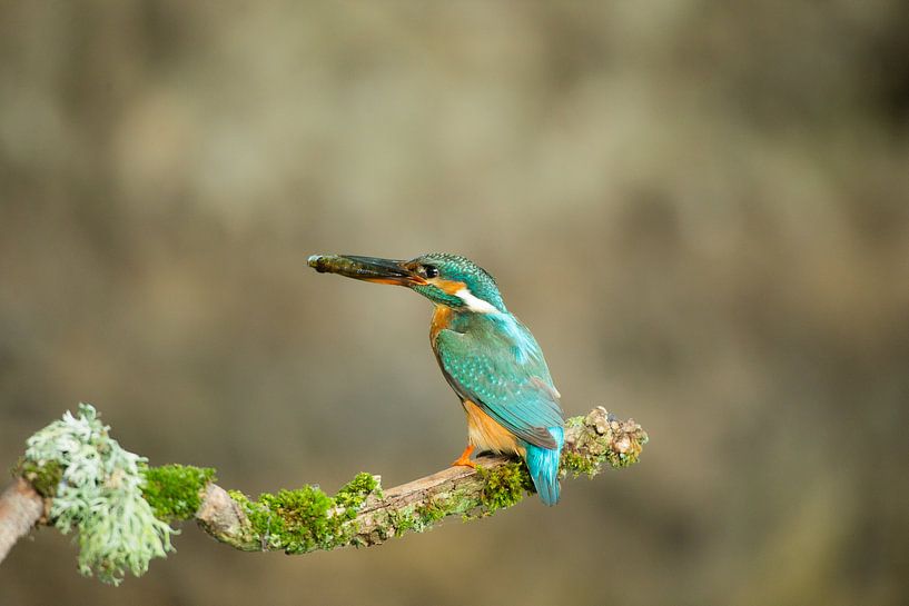 IJsvogel met visje by Wanda van Eck