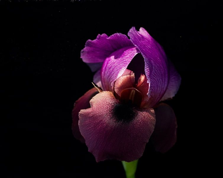 Iris compleet van Inge Groters