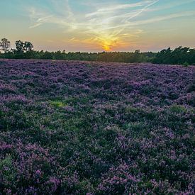 Coucher de soleil sur la Wezepsche Heide sur Stefan Lucassen