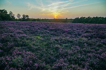 Sonnenuntergang über der Wezepschen Heide von Stefan Lucassen
