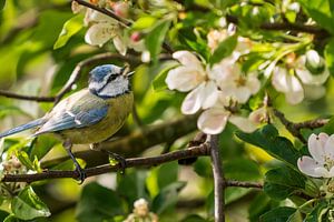 Mésange bleue dans un pommier