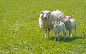 Mère brebis avec deux agneaux