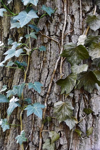 Hedera dans l'écorce d'un arbre par Jan Klijn