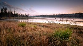 Herbes au bord de l'Oderteich